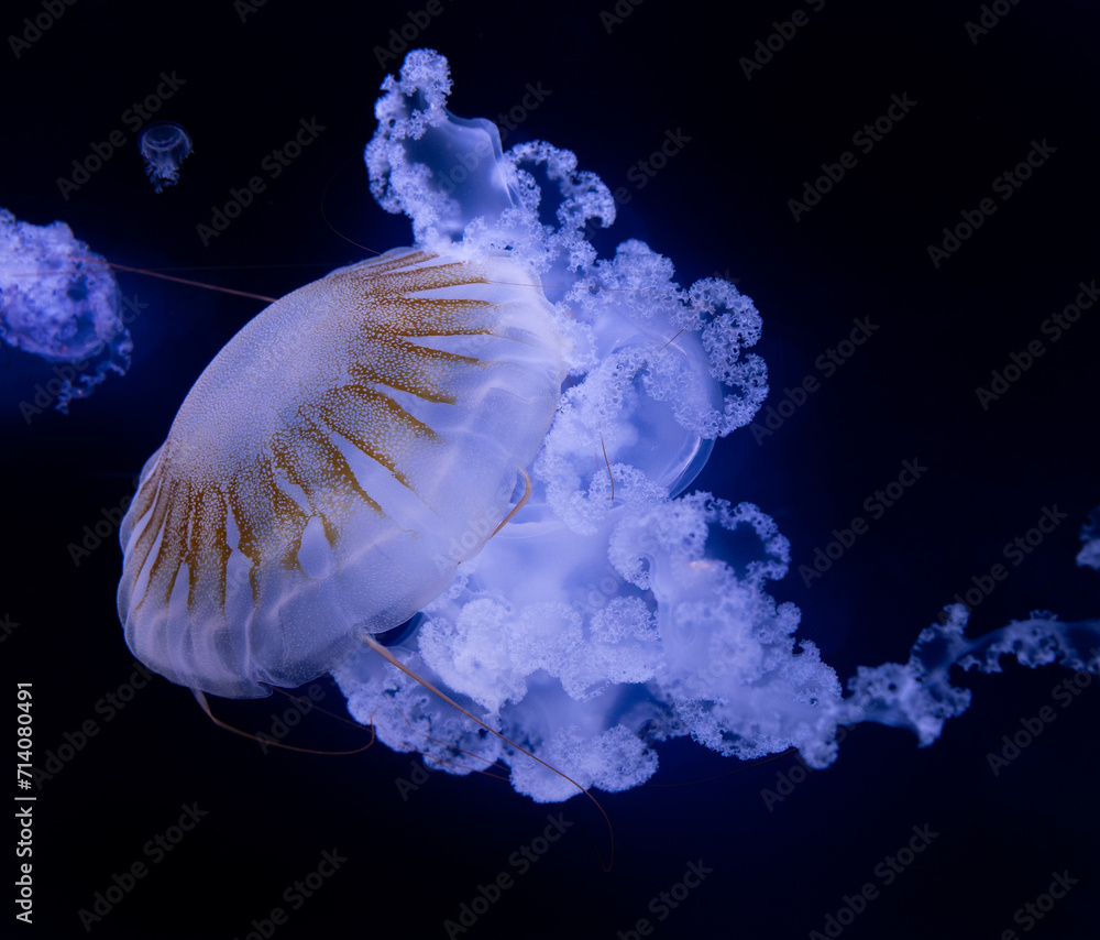 Beautiful jellyfish (carybdea brevipedalia) floating in the aquarium on