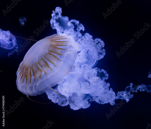 Beautiful jellyfish (carybdea brevipedalia) floating in the aquarium on the black background