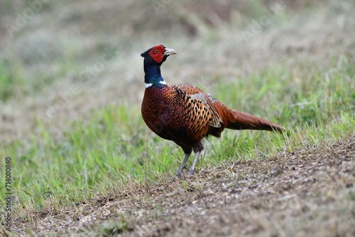 
Portrait of a common pheasant on a green meadow in spring during rut
