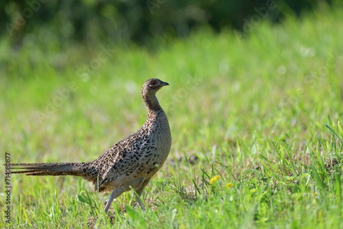 Obraz na płótnie Pheasant hen walking and lurking for food in grass during sunny spring w salonie