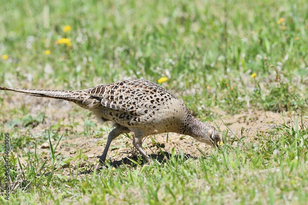 Pheasant hen walking and lurking for food in grass during sunny spring