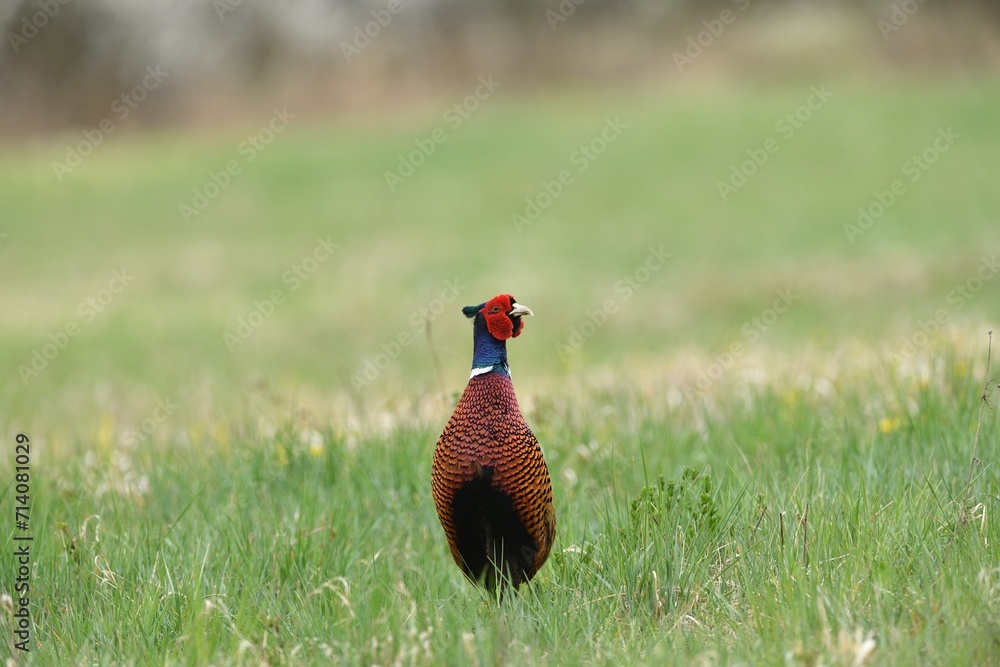 Common pheasant walking on the meadow eating seeds from the grass