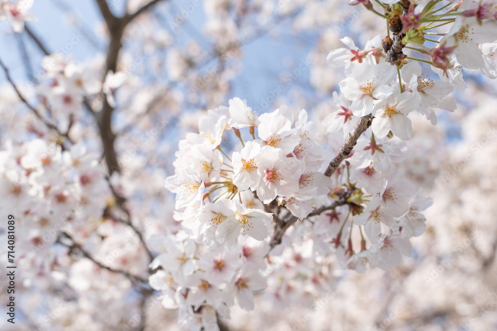 Spring's Symphony: Sakura Bloom in Sunlight Spring's Symphony: Sakura Bloom in Sunlight