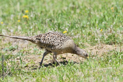 Obraz na płótnie Pheasant hen walking and lurking for food in grass during sunny spring w salonie