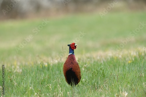 Obraz na płótnie Common pheasant walking on the meadow eating seeds from the grass w salonie