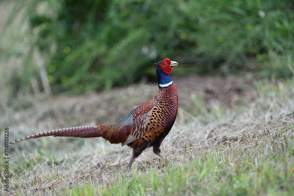 Common pheasant walking on the meadow eating seeds from the grass
