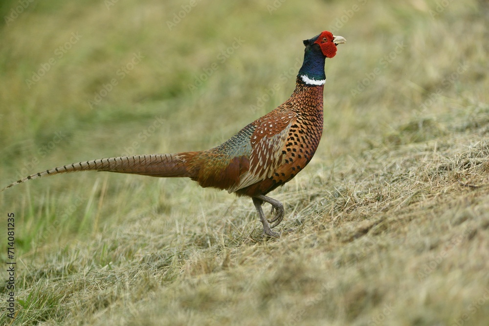 Portrait of a common pheasant on a green meadow in spring during rut