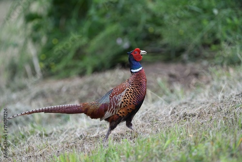 Common pheasant walking on the meadow eating seeds from the grass 