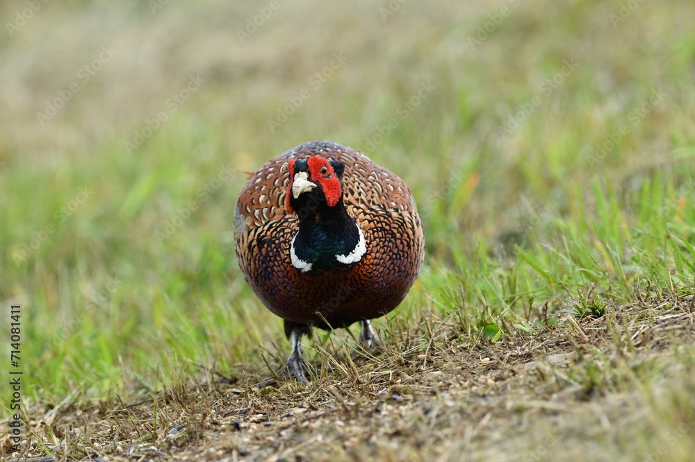 Portrait of a common pheasant on a green meadow in spring during rut
