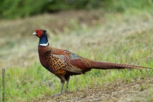  Portrait of a common pheasant on a green meadow in spring during rut 