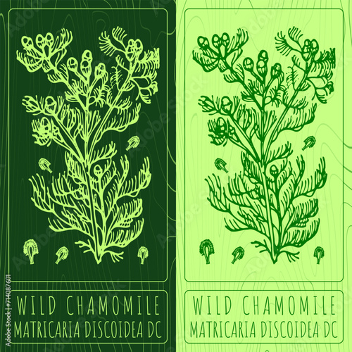 Vector drawings WILD CHAMOMILE. Hand drawn illustration. Latin name MATRICARIA DISCOIDEA DC.