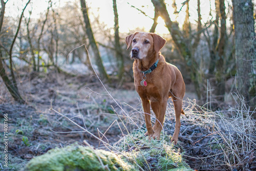 Red fox Labrador. Portrait of this attractive looking dog as she sits in a cold frosty field. Selective focus on the dogs face.