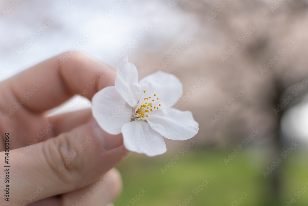 Cradling Spring - Holding a Cherry Blossom Petal 桜の花びらを掴む Cradling Spring - Holding a Cherry Blossom Petal 桜の花びらを掴む