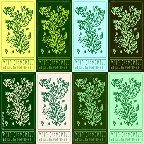 Set of vector drawings of WILD CHAMOMILE in different colors. Hand drawn illustration. Latin name MATRICARIA DISCOIDEA DC.