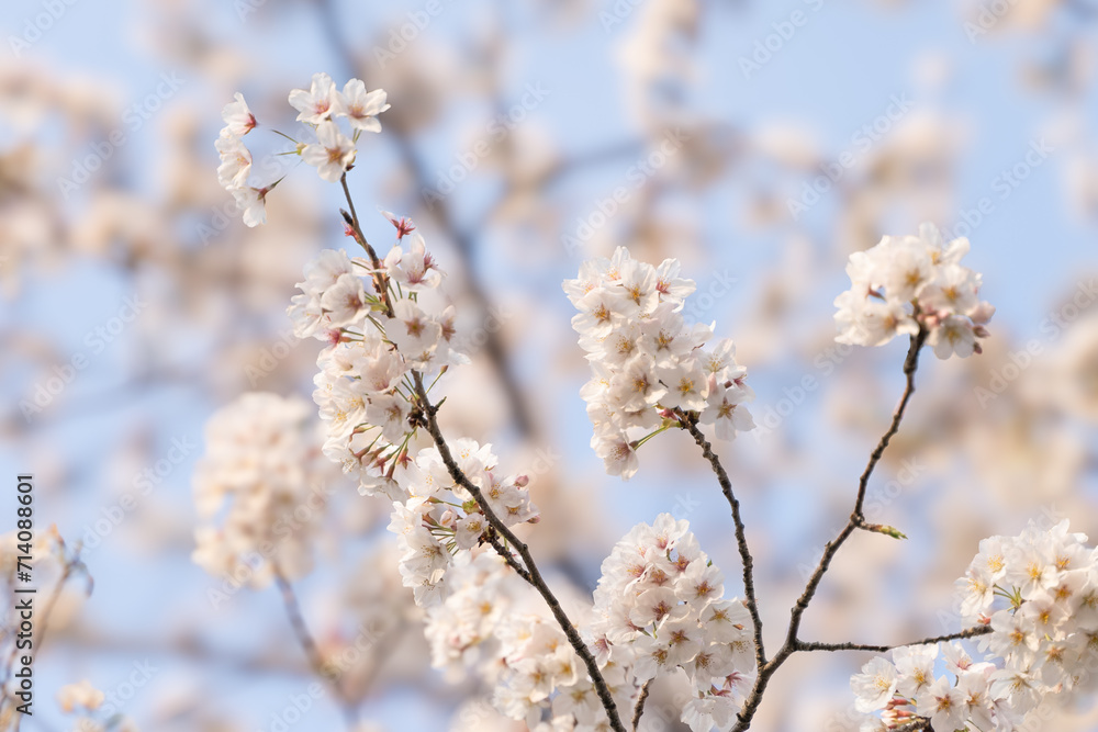 Sunset Sakura: A Glimpse of Evening Cherry Blossoms 夕暮れ時の満開の桜