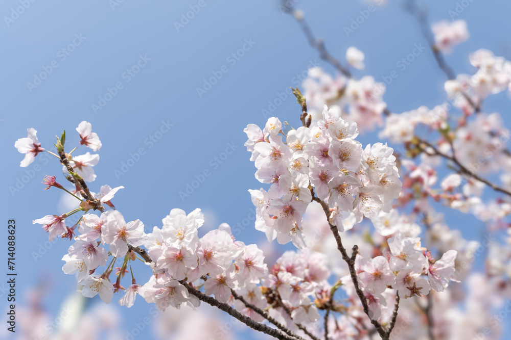 Spring's Delicate Dance: Cherry Blossoms in Bloom  満開の桜と青空