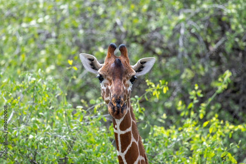 giraffe against a background of green vegetation close-up in a national park in Kenya giraffe against a background of green vegetation close-up in a national park in Kenya