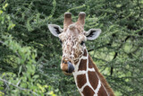 giraffe against a background of green vegetation close-up in a national park in Kenya