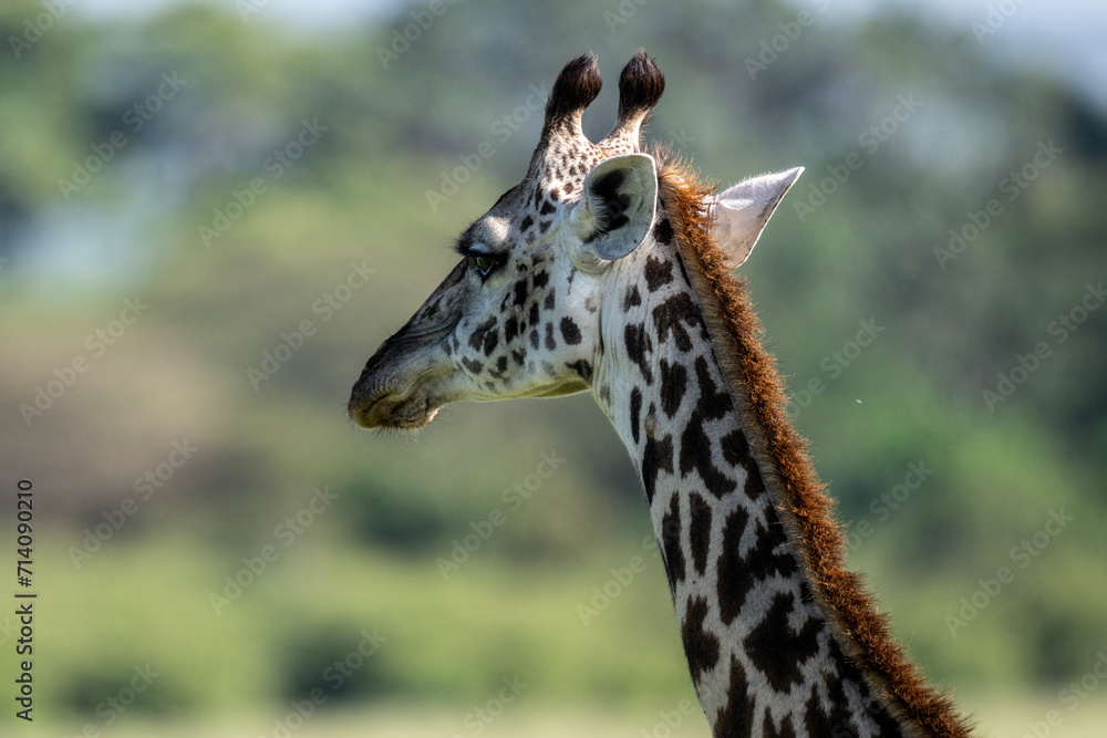 giraffe against a background of green vegetation close-up in a national park in Kenya giraffe against a background of green vegetation close-up in a national park in Kenya