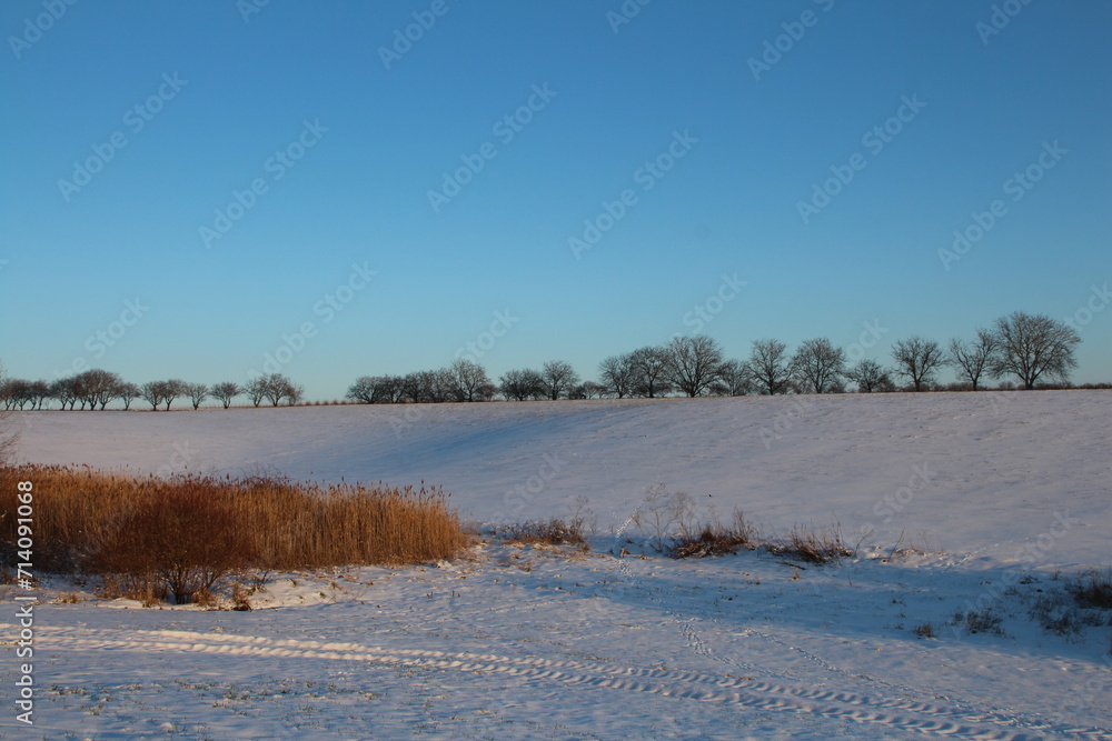A field with snow and trees