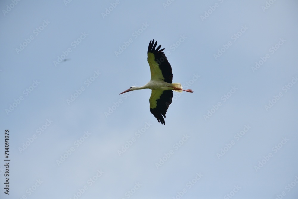 White stork flying in the blue sky
