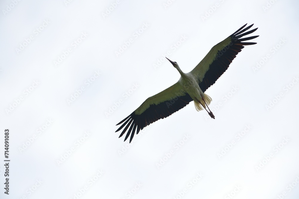 White stork flying in the blue sky White stork flying in the blue sky