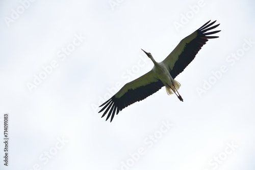 Obraz na płótnie White stork flying in the blue sky w salonie