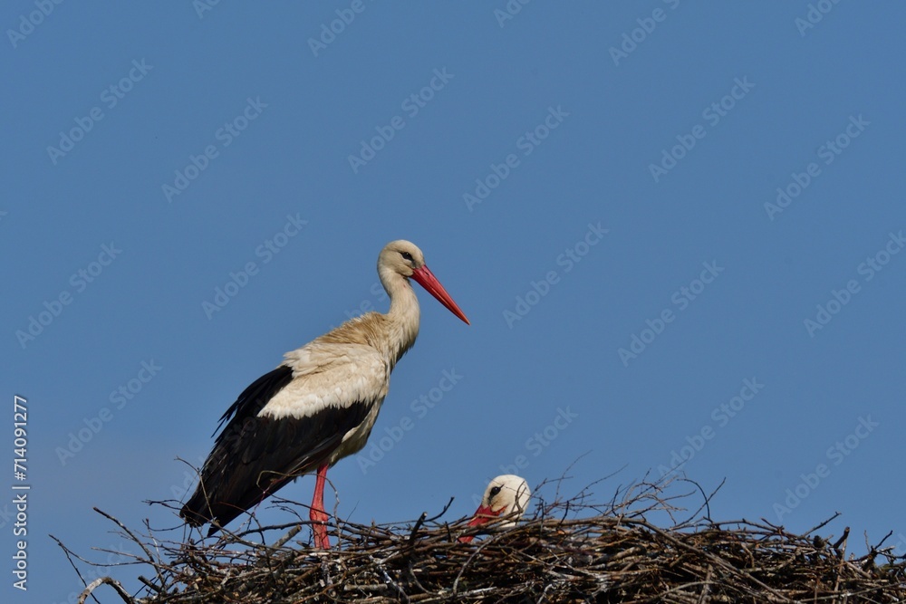 A family of storks with young stands in a nest on a post