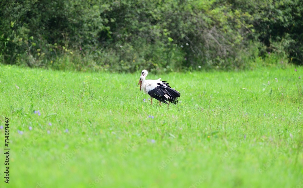 The white stork goes through meadow and hunts food on the meadow in the summer