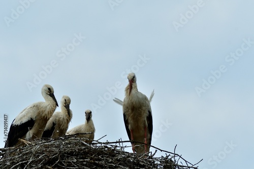 The white stork cleans its feathers in the nest with its beak