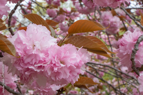 Full Bloom of Double Cherry Blossoms 満開の八重桜 牡丹桜 ボタンザクラ 春