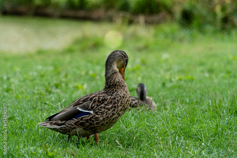 Les canards devant le Château des ducs de Bretagne- à Nantes- France Les canards devant le Château des ducs de Bretagne- à Nantes- France