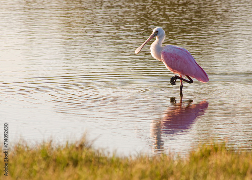 A juvenile Roseate spoonbill,Platalea ajaja ,with fully feathered head and pale pink plumage is seen foraging for food in a shallow pond. This image was captured in Emerson Point Park in Palmetto, FL. photo