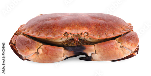 One delicious boiled crab isolated on white