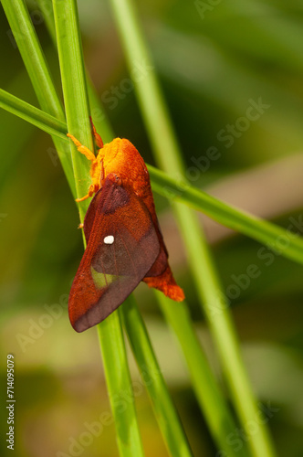 A vertical photo of a male pink-striped oakworm moth showing its entire body, including the eye, hairs, transparent spot on the wing (unique to the male), and coloration. photo