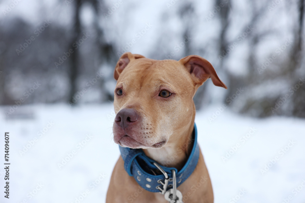 Portrait of cute dog in snowy park
