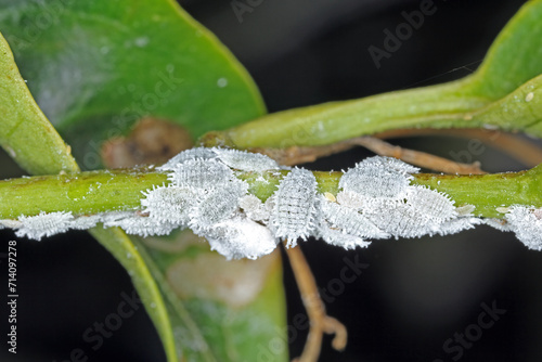 Coccids scale insects mealybugs on peppers plant. Pests of crops, vegetables. photo