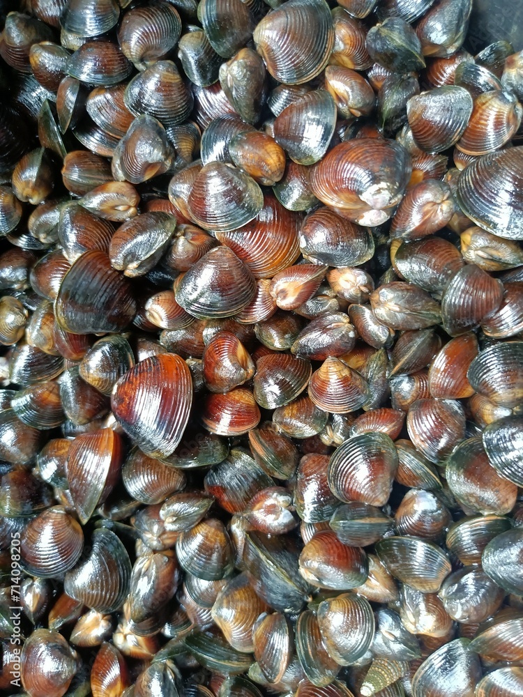 The Corbiculidae are a family of clams in the mollusc order Venerida. They are known commonly as basket clams. The family name comes from the root corbus ( The Corbiculidae are a family of clams in the mollusc order Venerida. They are known commonly as basket clams. The family name comes from the root corbus (