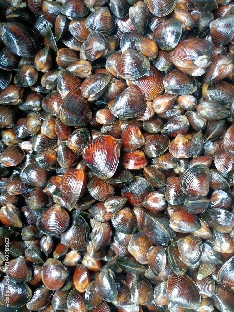 The Corbiculidae are a family of clams in the mollusc order Venerida. They are known commonly as basket clams. The family name comes from the root corbus ( The Corbiculidae are a family of clams in the mollusc order Venerida. They are known commonly as basket clams. The family name comes from the root corbus (