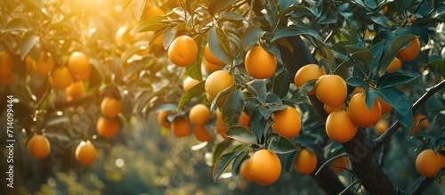 Tree with grapefruits