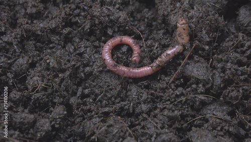 Earthworm is injuries and wriggling on the dirt