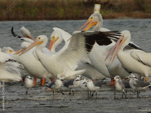 Photography of lots of Wild White pelican and sea gulls at Fort DeSoto, St. Petersburg