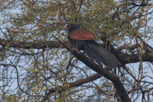 Greater coucal bird perched on a branch in the thick  forest photo