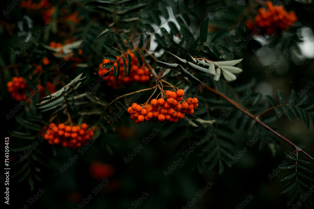 Photo of rowan tree, focus made on bunches of red berries