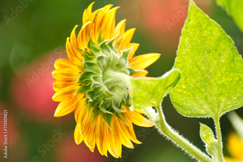 Close up of a sunflower in summer