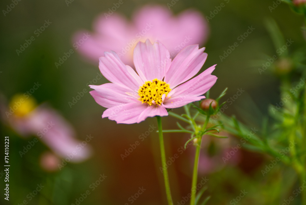 Pink cosmo flower with a blurr background Pink cosmo flower with a blurr background