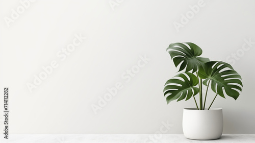monstera plant in a ceramic pot in front of a white house wall or white background. Tropical house plant interior design concept.  photo