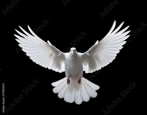 white dove flying a black background cocnept of peace photo