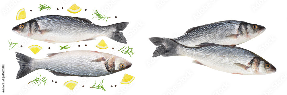 Sea bass fich isolated on white background . Top view. Flat lay Sea bass fich isolated on white background . Top view. Flat lay