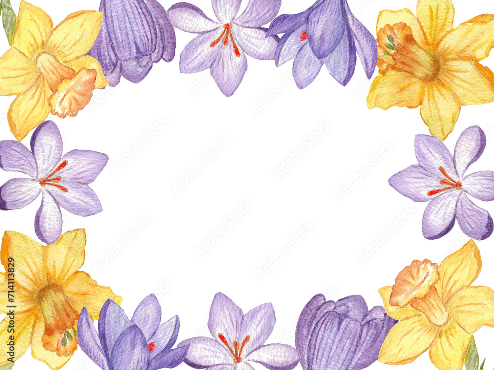 Frame spring flowers daffodils and crocuses  isolated on white background. Watercolor hand drawn botanical illustration. Art for design